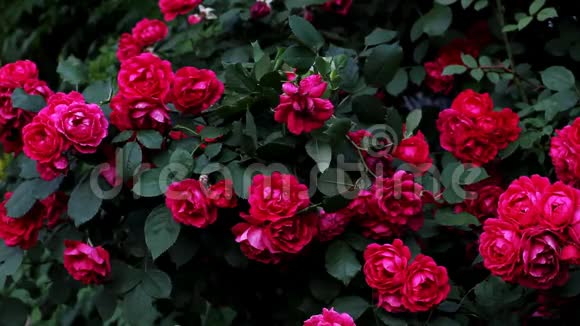 盛开的粉红色玫瑰花丛视频的预览图