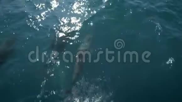 几只海豚在船或船前游泳跳起来看着镜头动物和环境保护视频的预览图