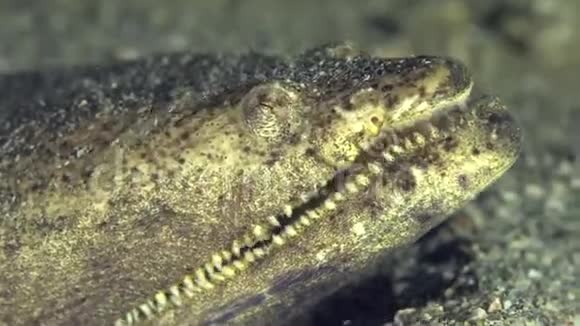 阿联酋富查伊拉湾鳄鱼鳗鱼视频的预览图