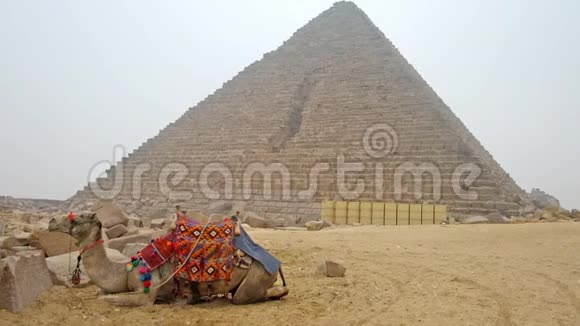 骆驼坐在吉萨金字塔旁边视频的预览图