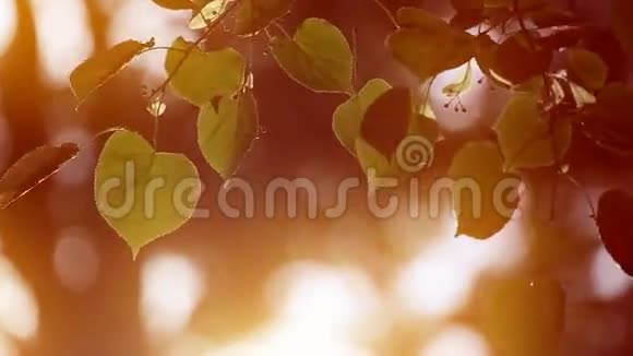 树叶在风中摇曳秋天视频的预览图