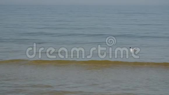 波罗的海孤独海鸥的慢动作视频的预览图