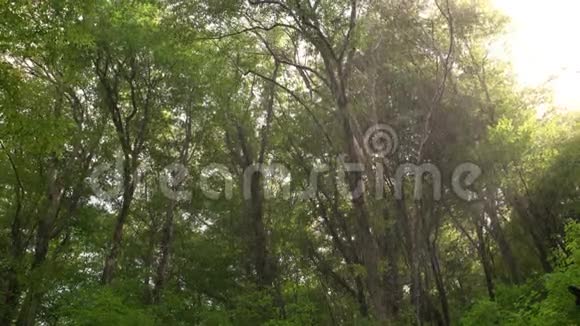 阳光透过热带雨林照耀着野生热带公园视频的预览图