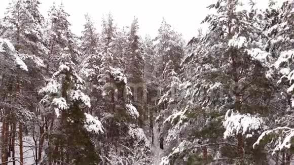 飞越一个冬季森林视频的预览图