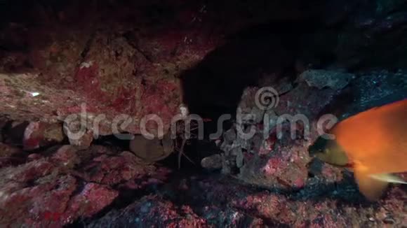 索科罗刺龙虾巴拿马绿色海葵蓖麻和龙鼻蝶鱼视频的预览图