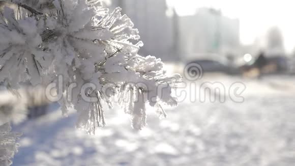 手触到树枝海霜在阳光下飞溅得很漂亮冬天是圣诞节视频的预览图