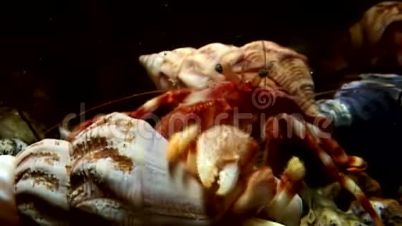 巨蟹座的螃蟹拖着贝壳在水下寻找白海的食物视频的预览图