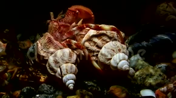 巨蟹座的螃蟹拖着贝壳在水下寻找白海的食物视频的预览图