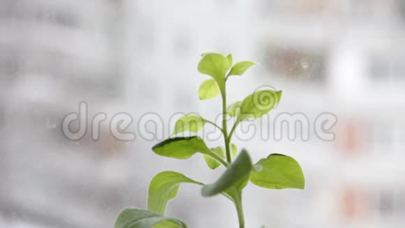 窗户背景上的绿色植物视频的预览图
