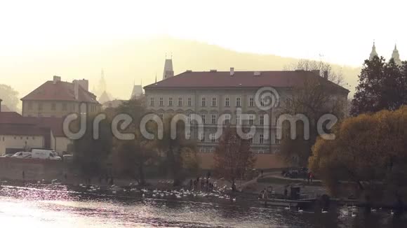 捷克首都伏尔塔瓦河畔的一群白天鹅视频的预览图