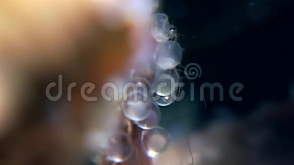 海藻鱼子酱是俄罗斯白海海底鱼类的食物视频的预览图