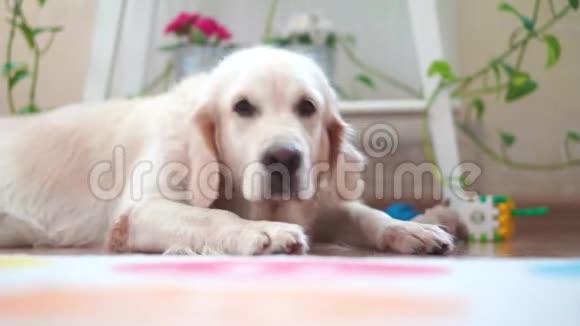 宠物在家里过着幸福的生活漂亮的大狗在房间里休息视频的预览图
