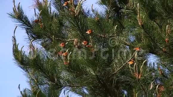 松树上的帝王蝴蝶视频的预览图