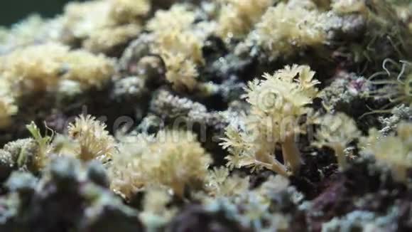 美丽的珊瑚景色视频的预览图