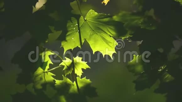 清晨阳光下的枫叶视频的预览图