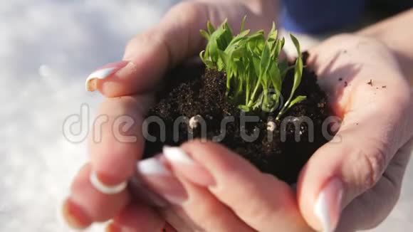 女人手拿着绿色的小芽一个女人手里拿着一颗发芽的黑土特写视频的预览图