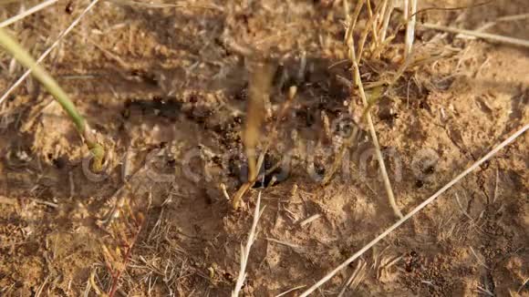 雨后爬在泥土上的蚂蚁视频的预览图