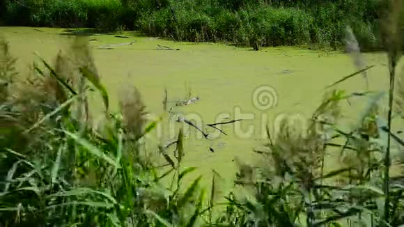 湿漉漉的河上长满了浮萍视频的预览图