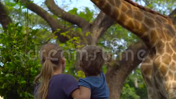 女人和儿子在狩猎公园里喂长颈鹿视频的预览图