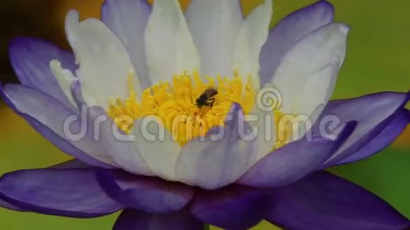 紫色睡莲中的蜜蜂视频的预览图