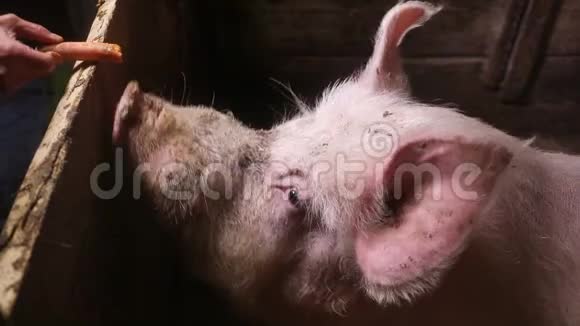 大白野猪吃胡萝卜视频的预览图