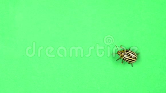 科罗拉多马铃薯甲虫在绿色屏幕上行走视频的预览图