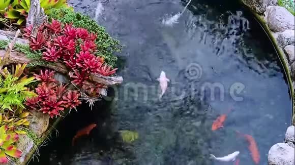 装饰池塘彩色植物及动物影像片段视频的预览图