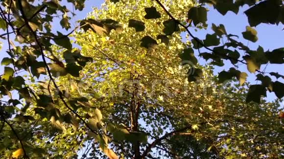 树叶在蓝天上缓慢移动视频的预览图