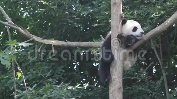 树上的熊猫视频的预览图