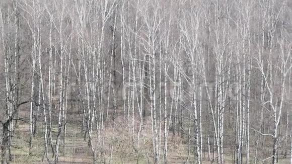 春天森林中裸露的桦树林的上方景色视频的预览图