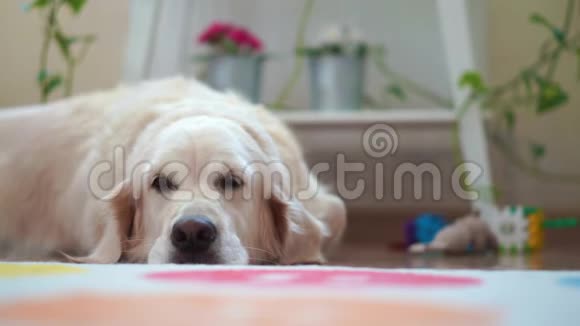 宠物在家里过着幸福的生活漂亮的大狗在房间里休息视频的预览图