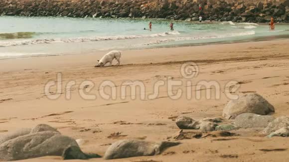 法国肥牛犬在海滩上玩耍人们在海滩上洗澡视频的预览图