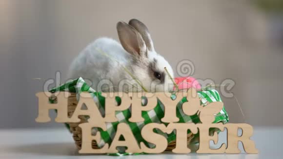 白兔坐在篮子里放着五颜六色的鸡蛋复活节装饰得很开心视频的预览图