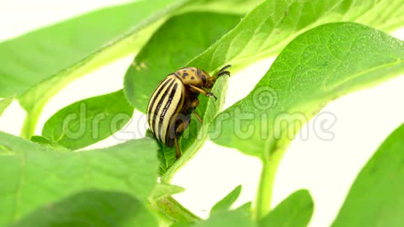 科罗拉多甲壳虫坐在白色背景的绿叶上视频的预览图