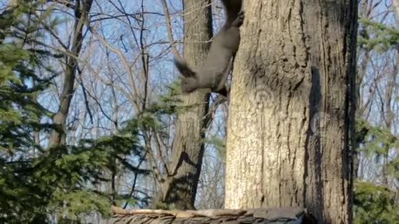 一只黑色的松鼠尾巴蓬松胸前有一个白色的三角形在公共公园里爬着跳着视频的预览图