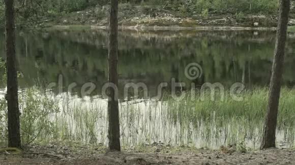 岩石海岸上的树木视频的预览图