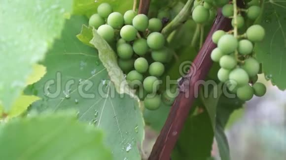 雨后未成熟的一束绿葡萄视频的预览图
