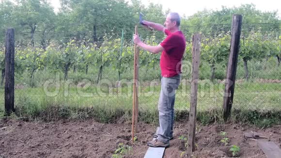 人锤成木桩西红柿的木桩园艺概念视频的预览图