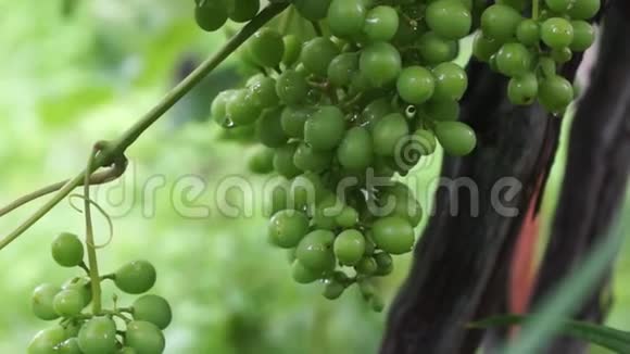 雨后未成熟的一束绿葡萄视频的预览图