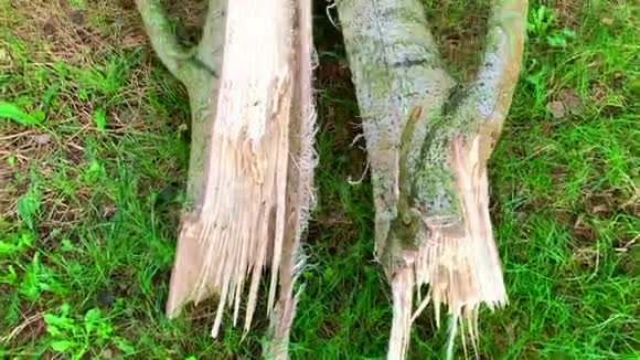 暴风雨过后一棵老桦树掉进了一片玉米地树的不同角度视频的预览图