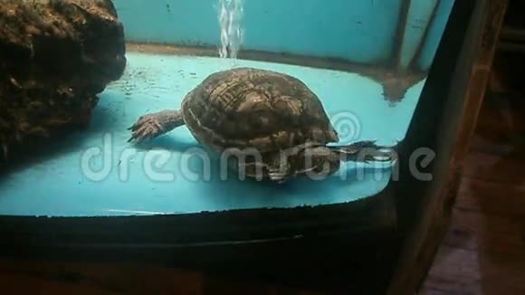 水族馆里的海龟视频的预览图