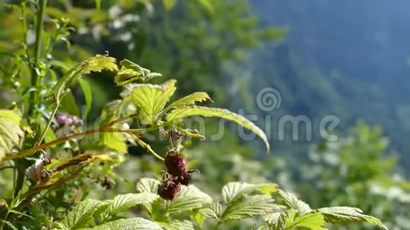 山野蔓越莓植物视频的预览图
