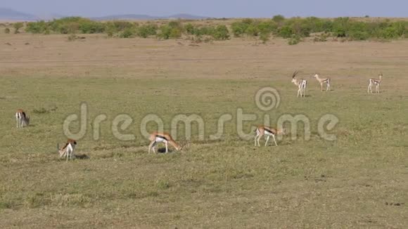 一群汤姆森在非洲草原放牧的瞪羚视频的预览图