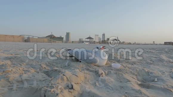 一只孤独的白灰鸟信天翁海鸥在沙滩上的沙滩上视频的预览图