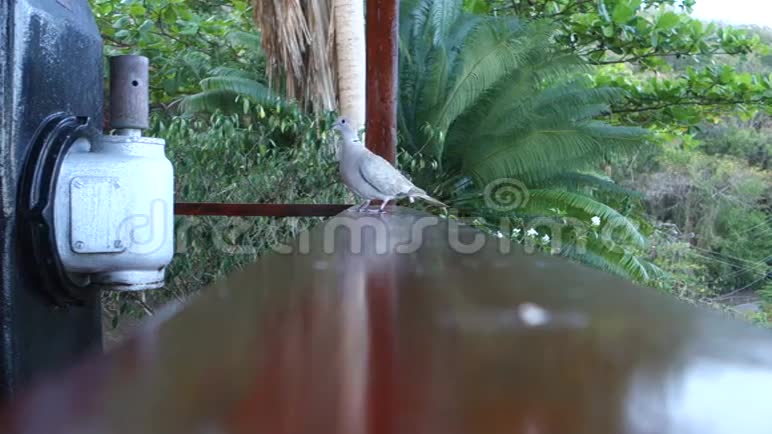 加勒比海的一只地面鸽子在栏杆上视频的预览图