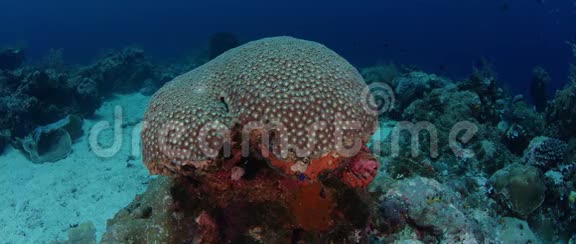 与珊瑚礁中的脑珊瑚形成的相对独立的珊瑚块视频的预览图