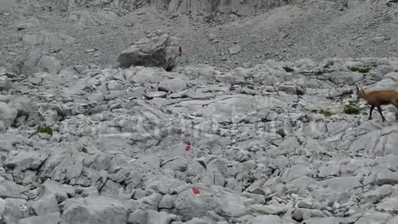 山岩地形中的麂皮视频的预览图