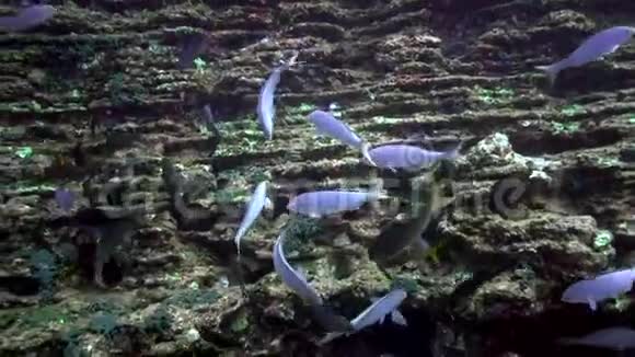 位于Revillagigedo群岛Sanbenedicto岛附近的El锅炉岩石上的蓝色和黑色海洋鱼类学校视频的预览图