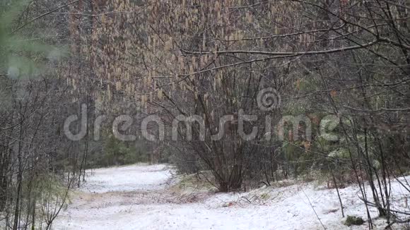 黑暗茂密的松林中降雪视频的预览图