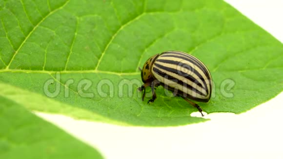 科罗拉多甲壳虫坐在白色背景的绿叶上视频的预览图